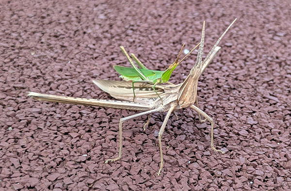 ショウリョウバッタ ショウリョウバッタ